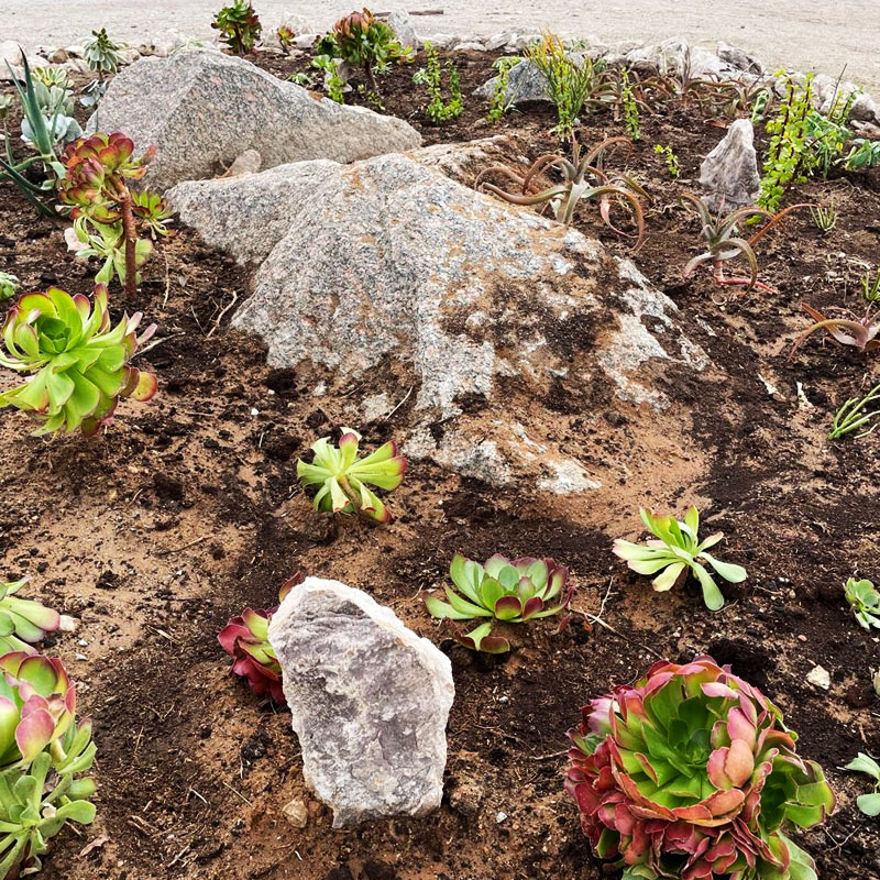 Guerilla Gardening