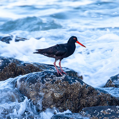 paternoster-bird-watching Black Oystercatcher