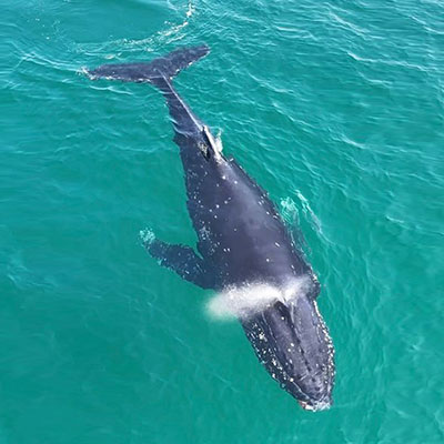 paternoster-whale-watching Whale Watching