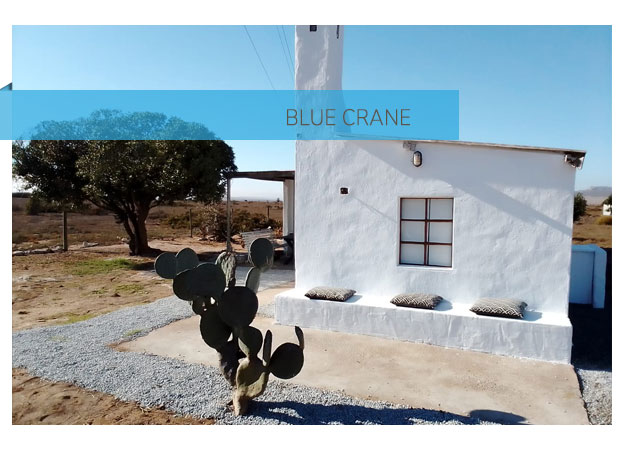 Blue Crane